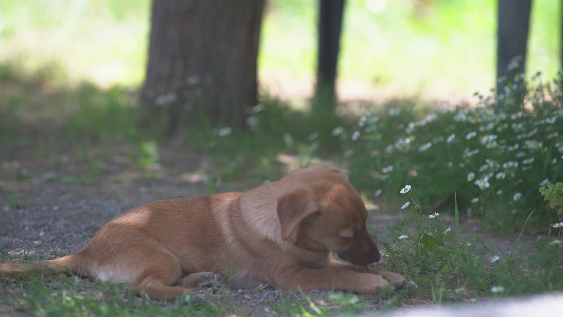 Video by Özgür Sürmeli