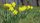 daffodils