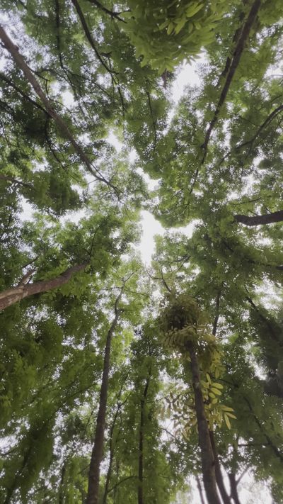 Ziad Mahmud's nature timelapse video