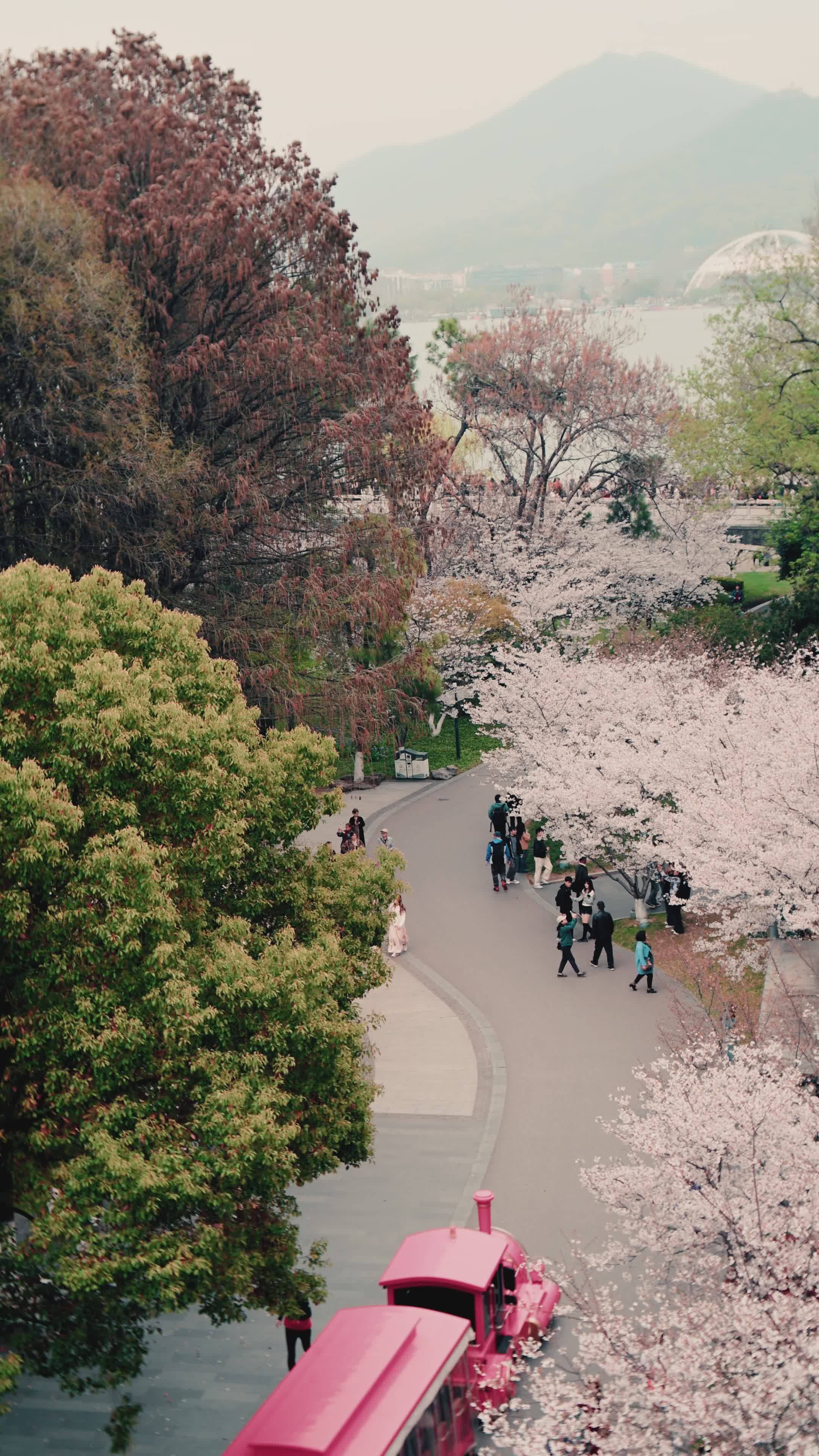 Cherry Blossom Road in Nanjing during Spring Free Stock Video Footage ...