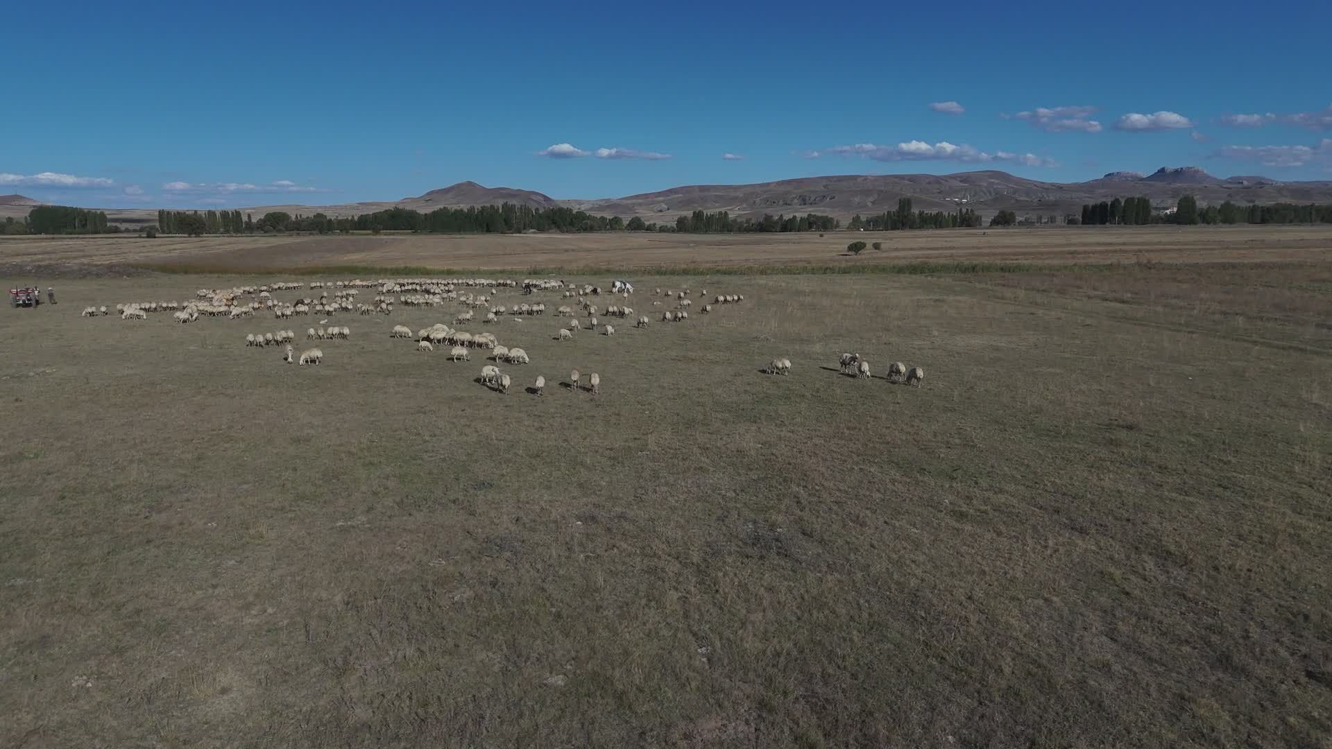 Aerial View of Sheep Grazing in Open Field Free Stock Video Footage ...