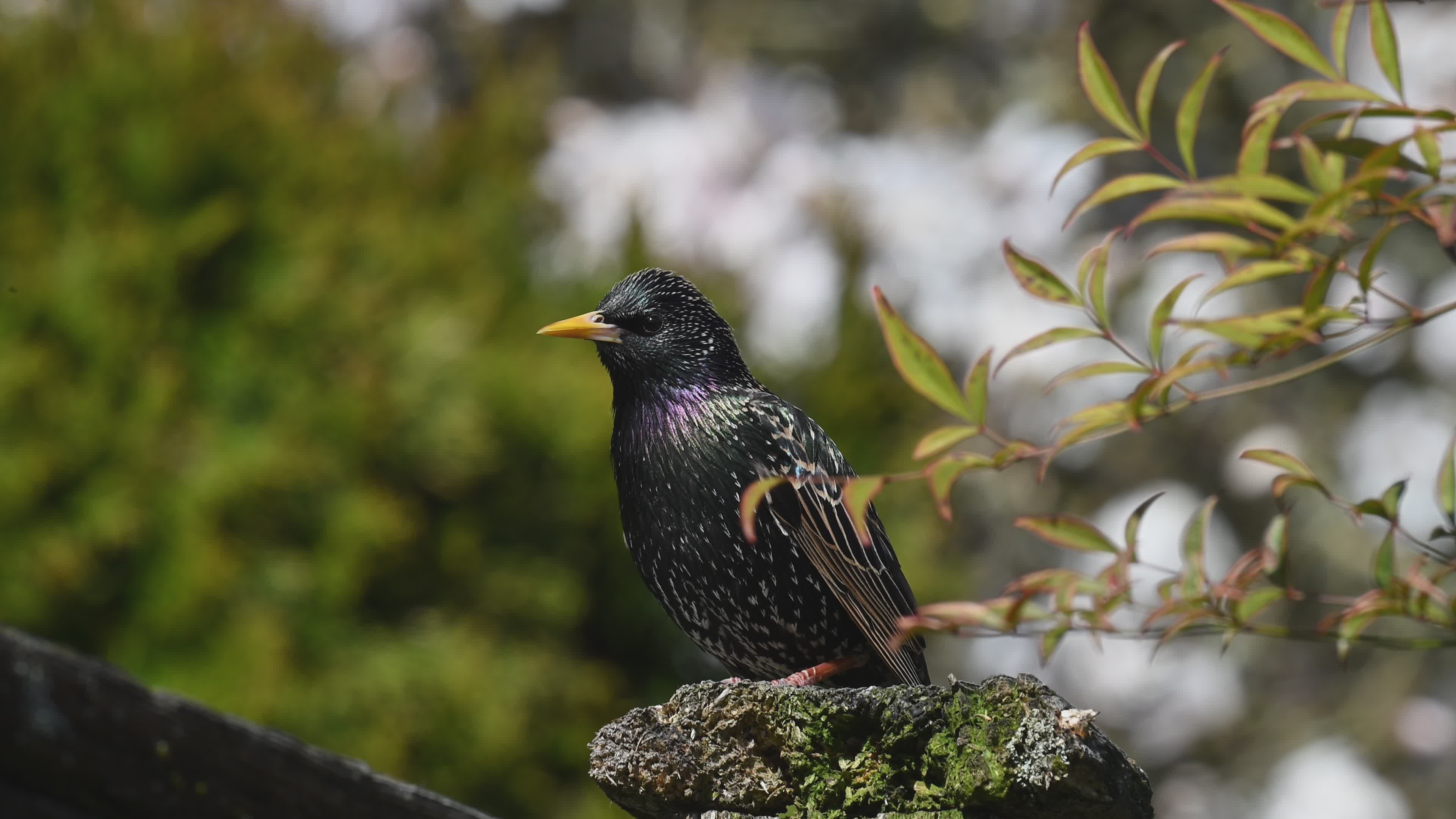 European Starling Perched Amidst Spring Foliage Free Stock Video ...