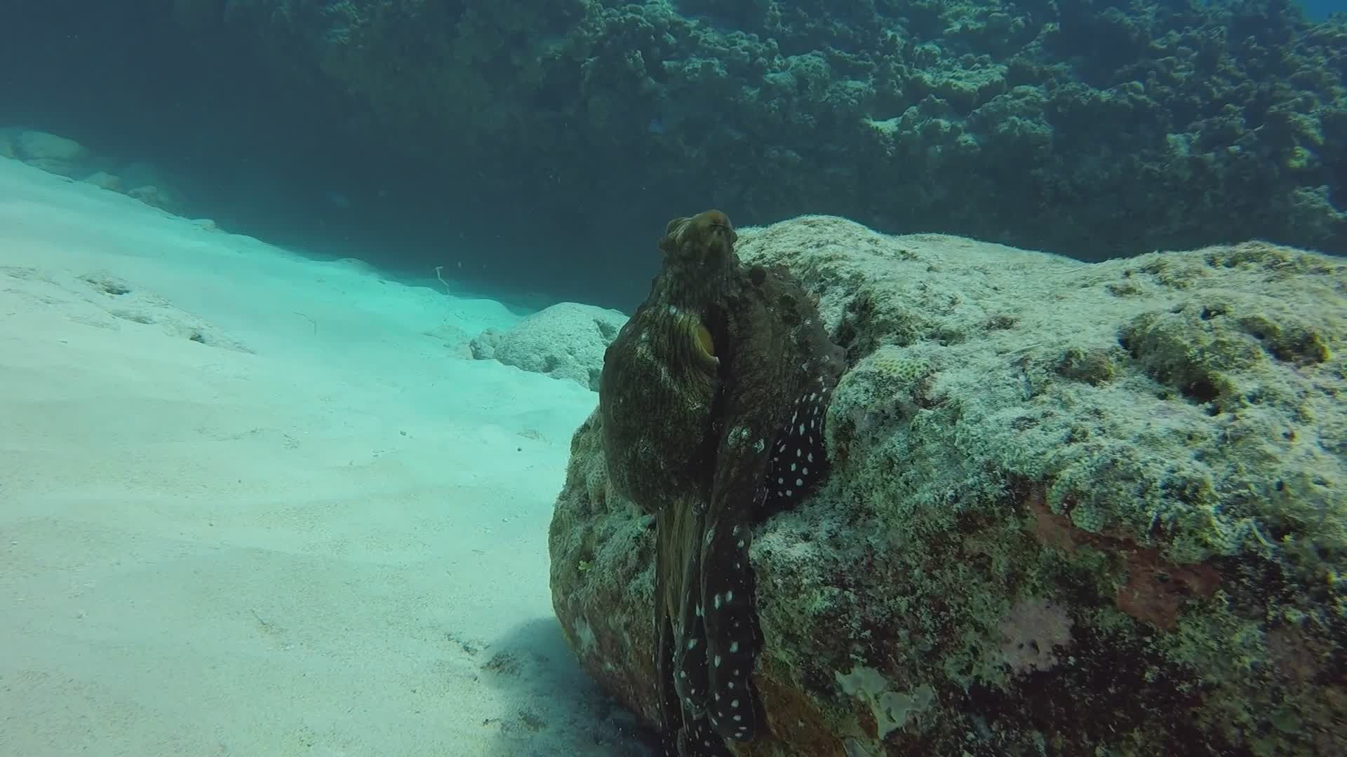 Underwater Close-Up of Camouflaged Octopus Free Stock Video Footage ...