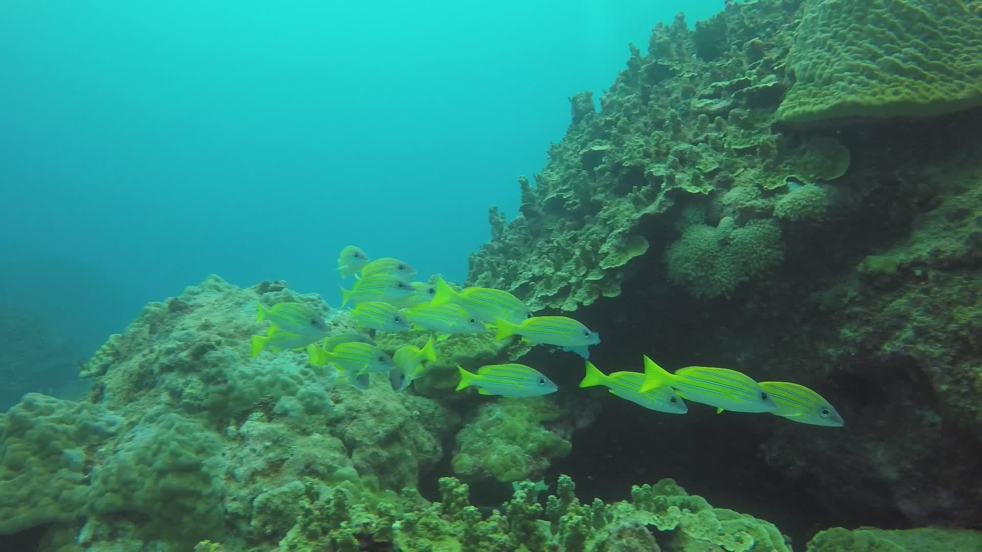 Vibrant School of Fish Swimming Underwater Reef Free Stock Video ...