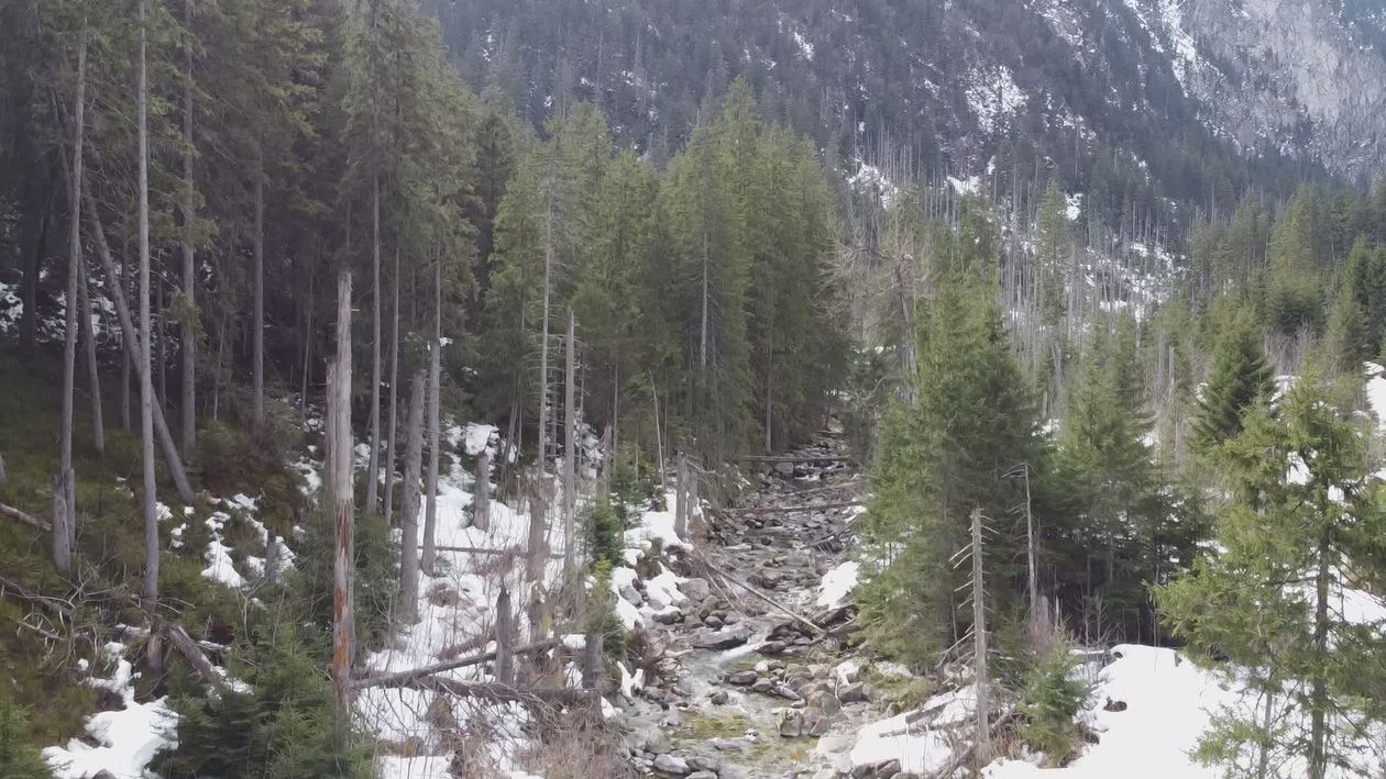 Serene Winter Forest with Snowy Mountains Free Stock Video Footage ...