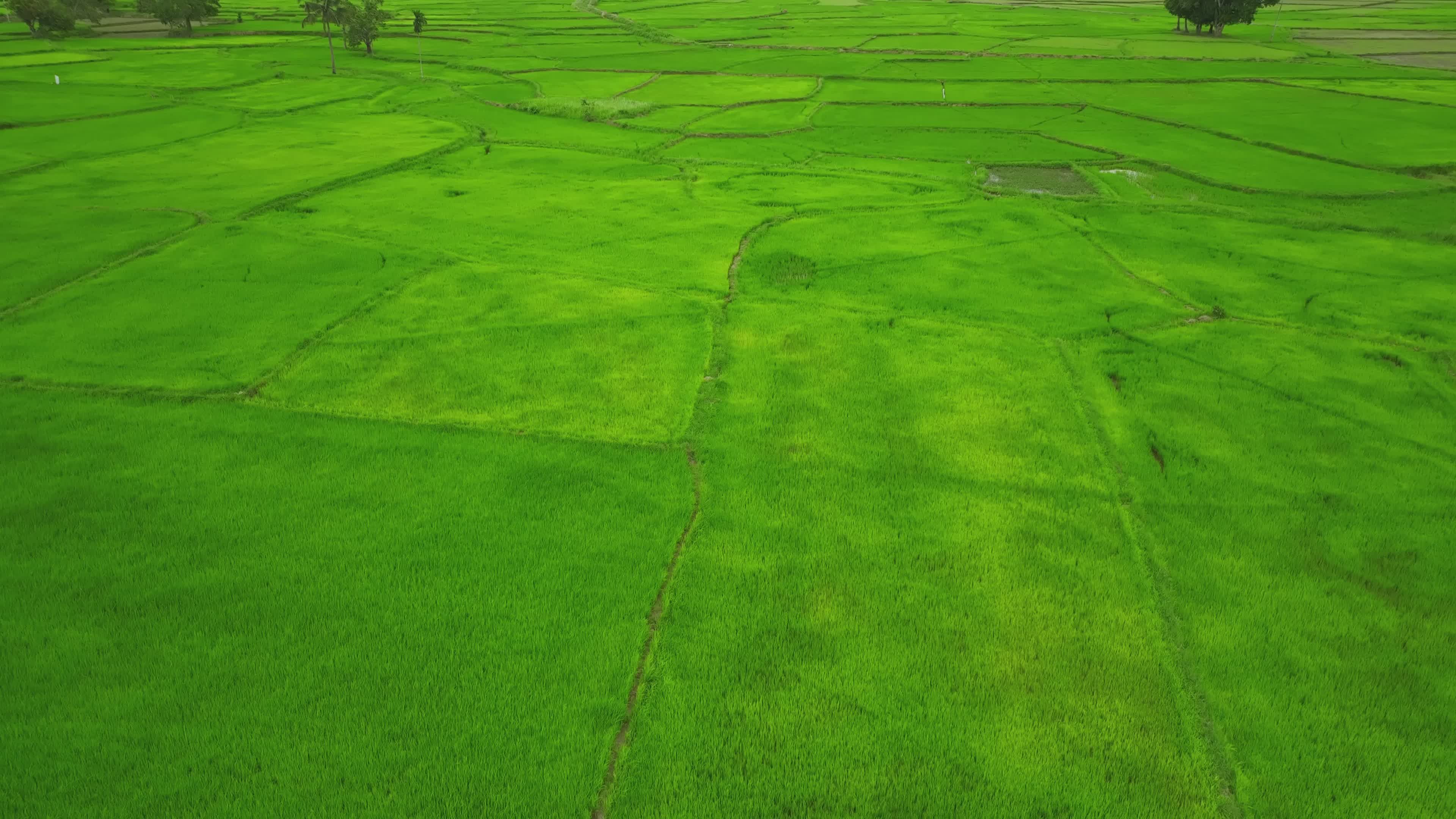 Lush Green Paddy Fields Aerial View Free Stock Video Footage, Royalty ...