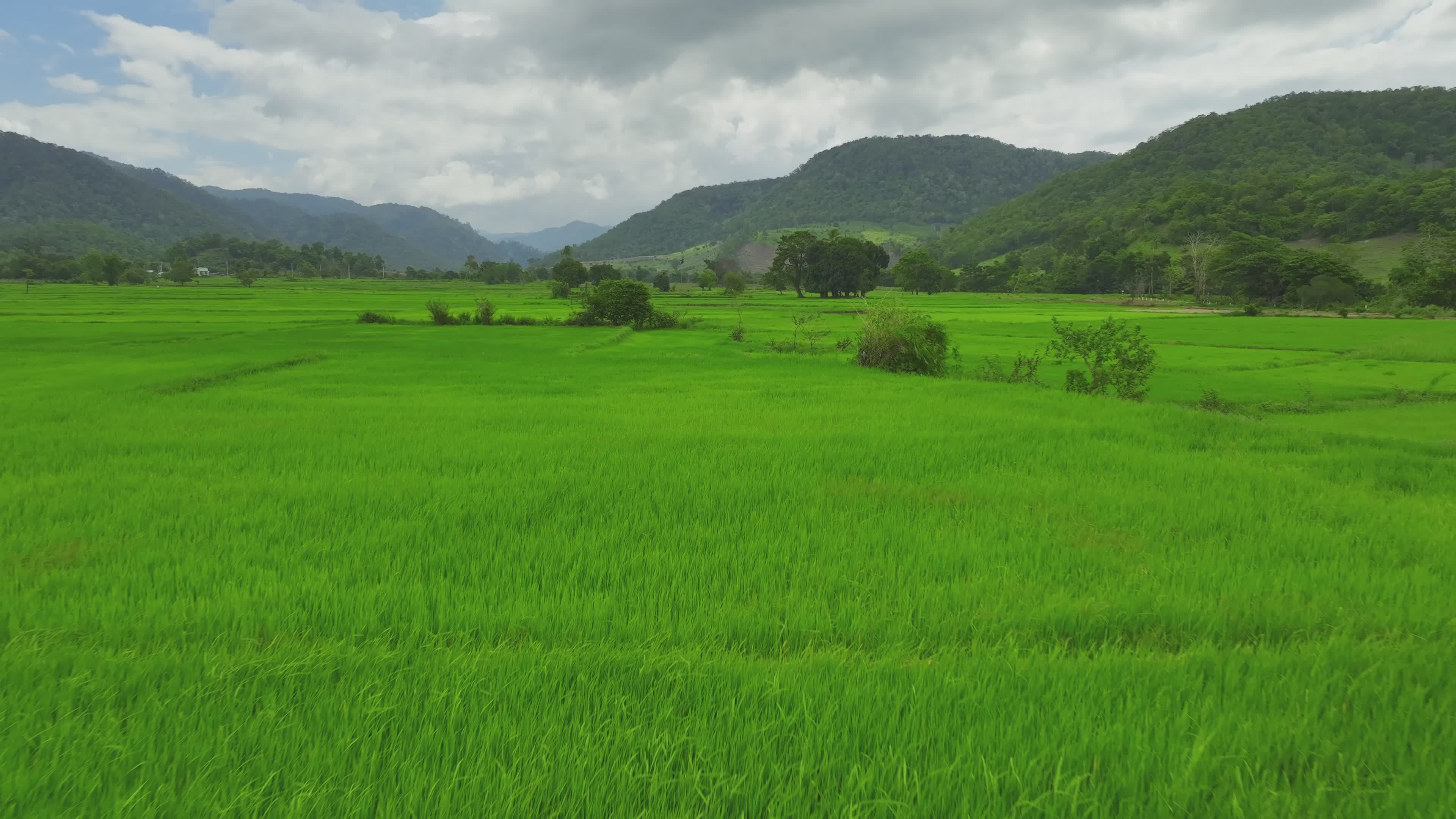 Lush Green Rice Fields with Mountain Views Free Stock Video Footage ...
