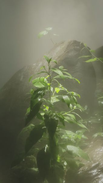 风铃花免费下载视频素材