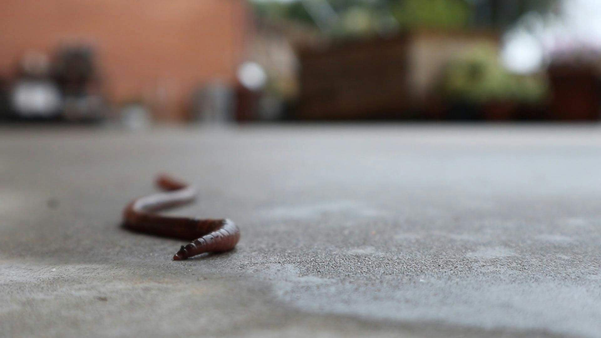 An Earthworm Crawling On A Concrete Flooring · Free Stock Video