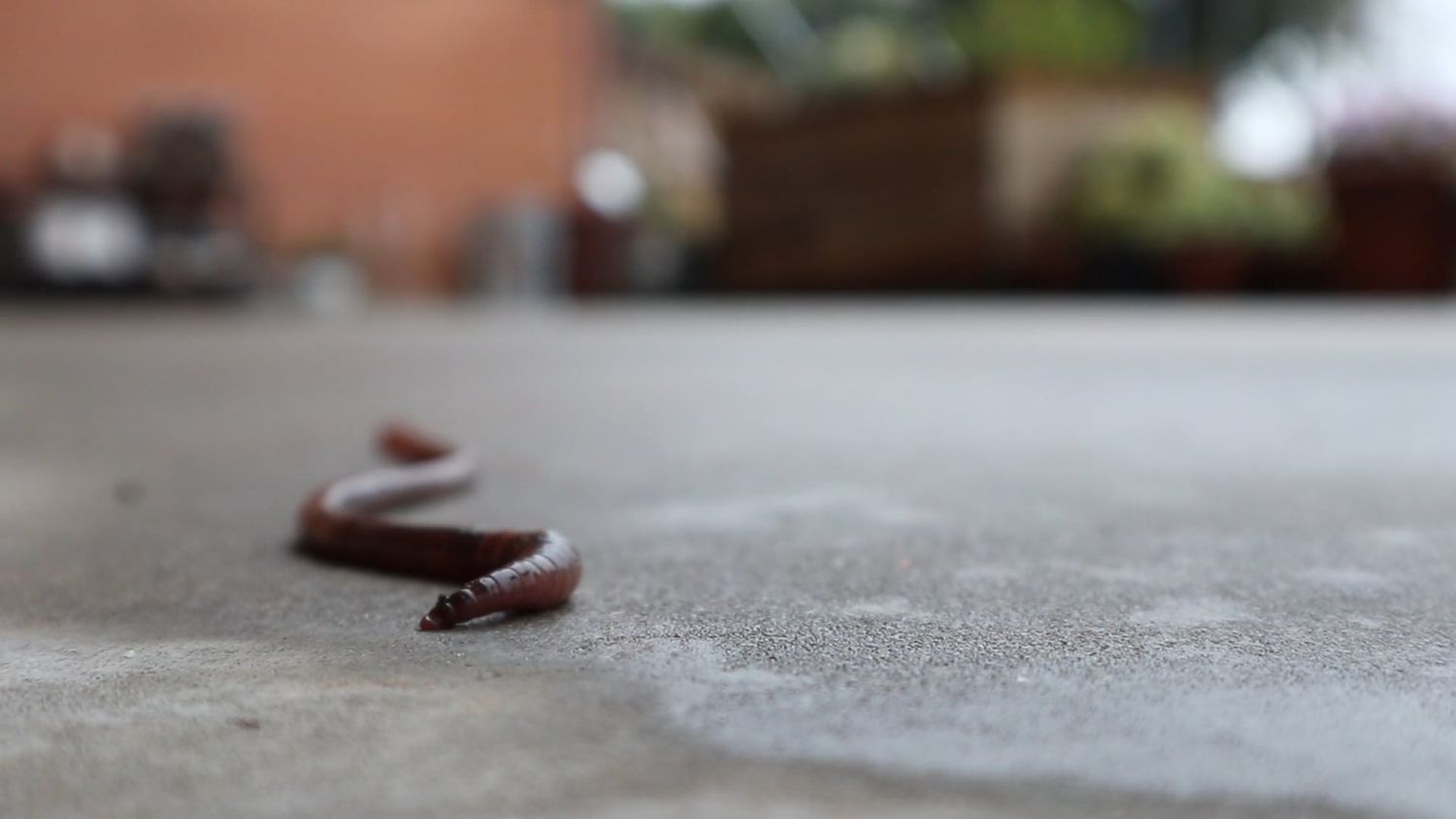 Earthworm Movement Videos, Download The BEST Free 4k Stock Video ...
