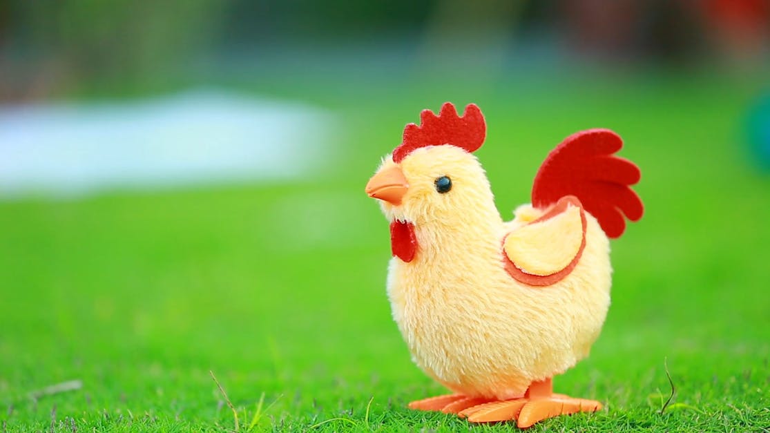 Close Up Footage Of A Chicken Toy Free Stock Video