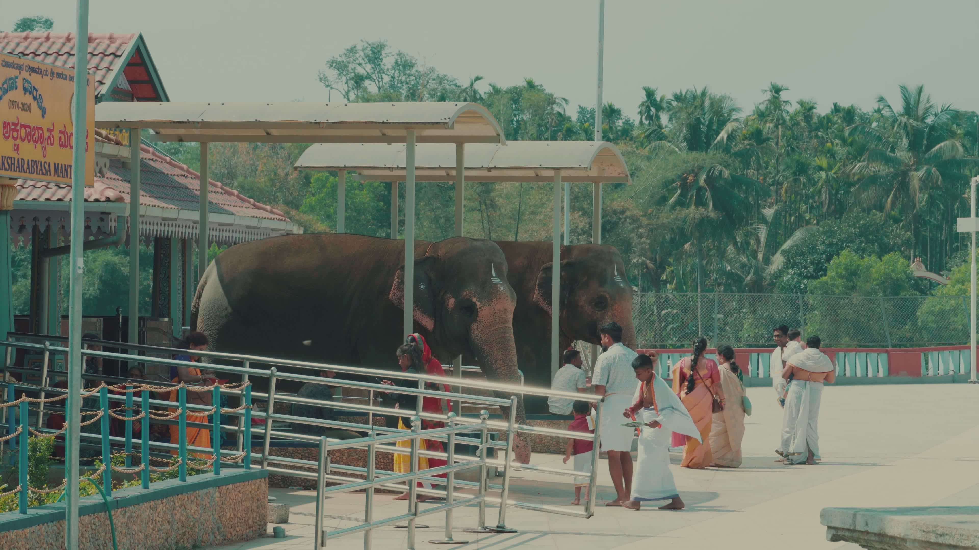 Elephant Ritual at Indian Spiritual Site Free Stock Video Footage ...
