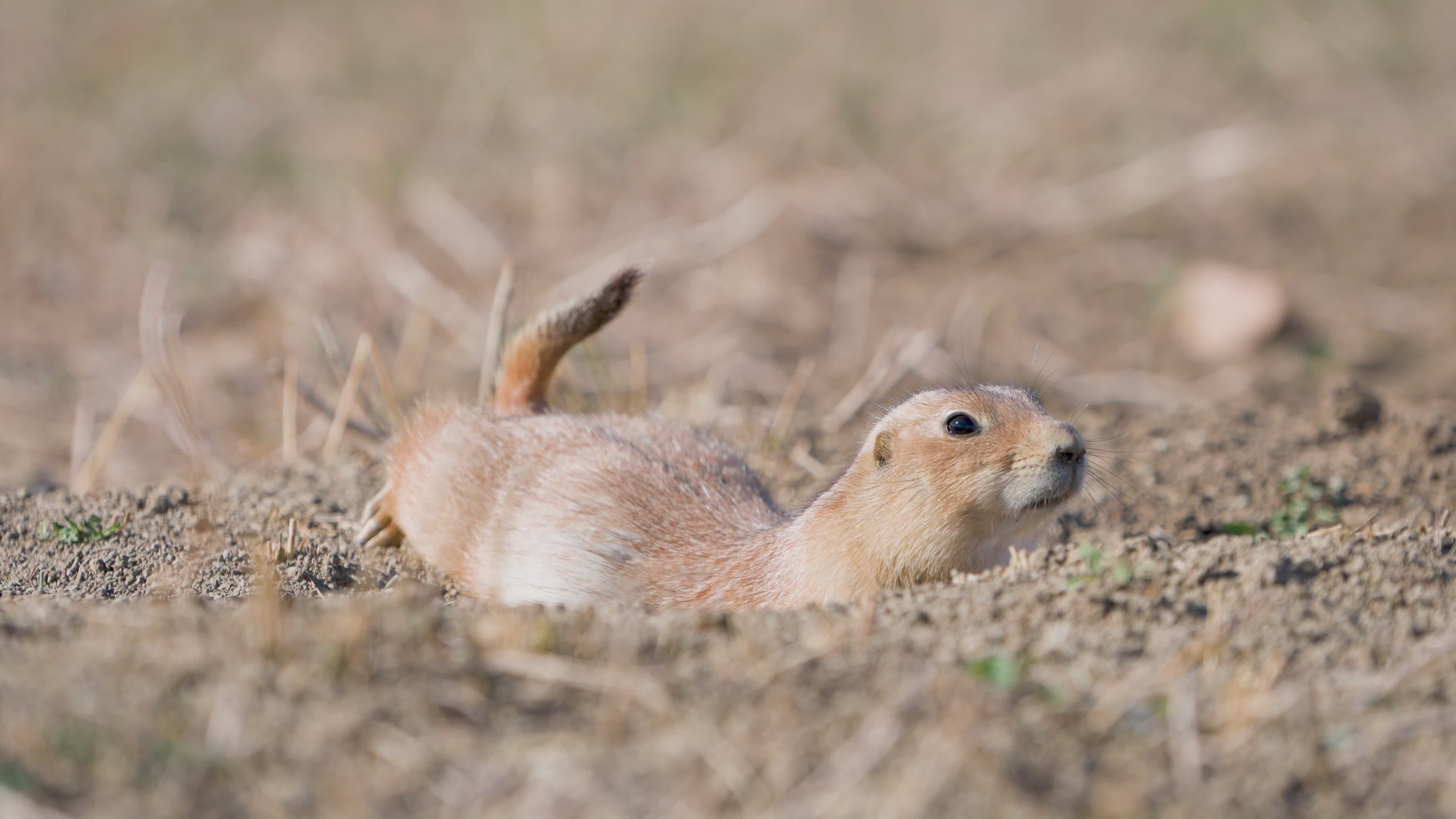 Prairie Dog in Natural Habitat Free Stock Video Footage, Royalty-Free ...