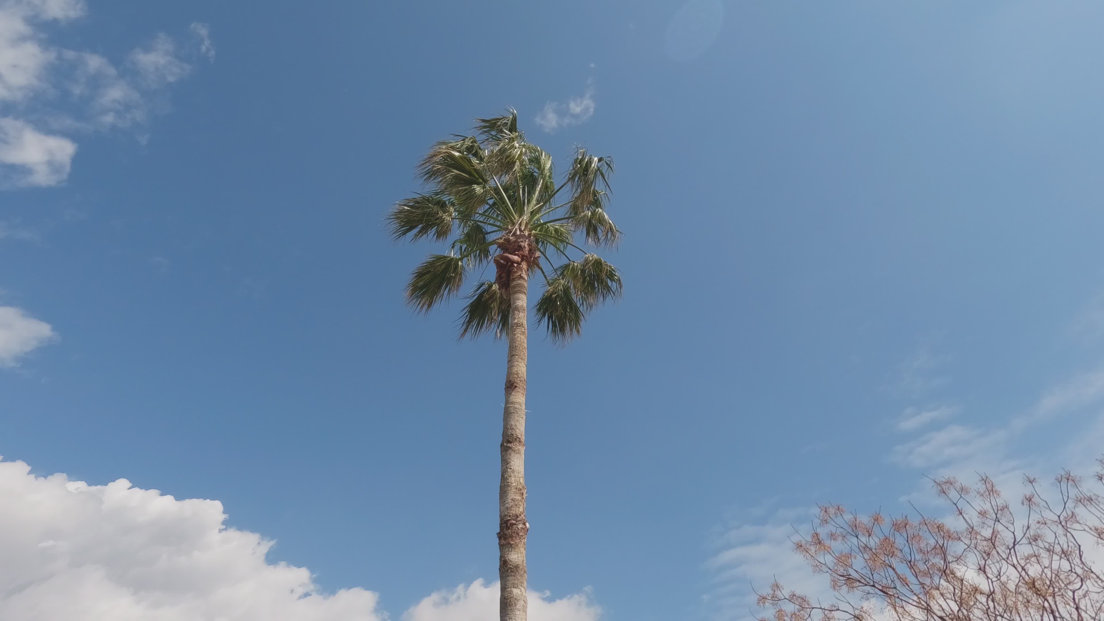 Tall Palm Tree Against a Clear Blue Sky Free Stock Video Footage ...