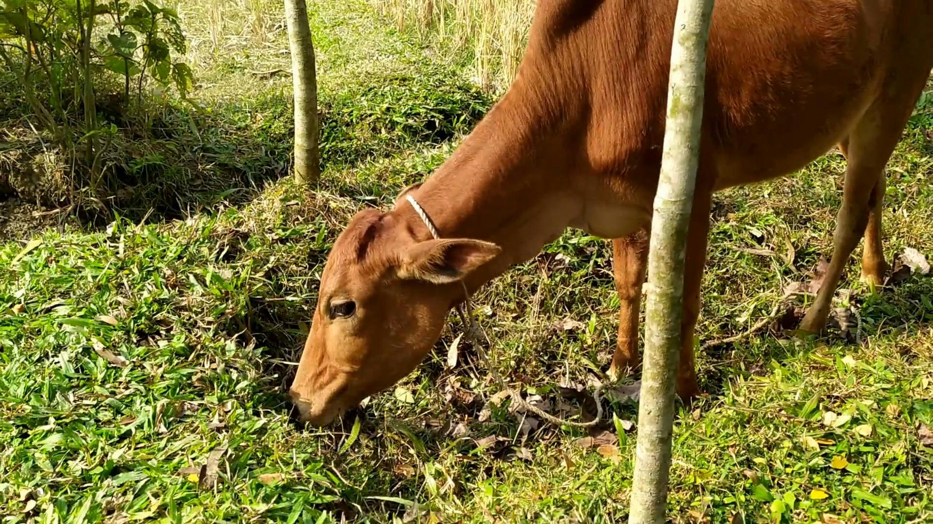 Cow Eating A Grass In Slow Motion · Free Stock Video