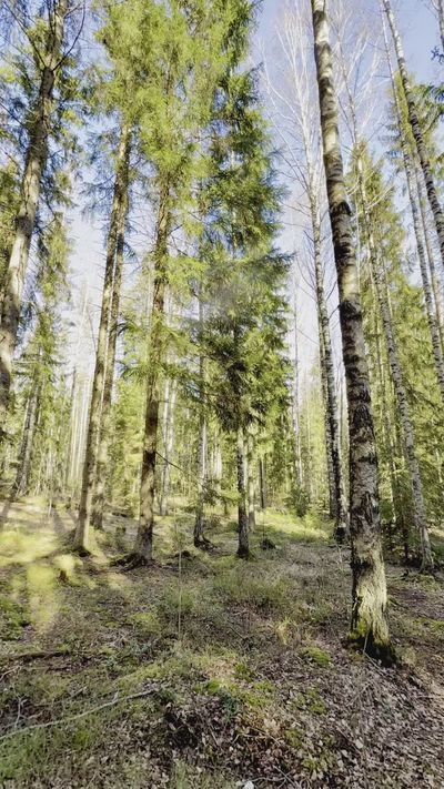 Marlon Castor's nature timelapse video
