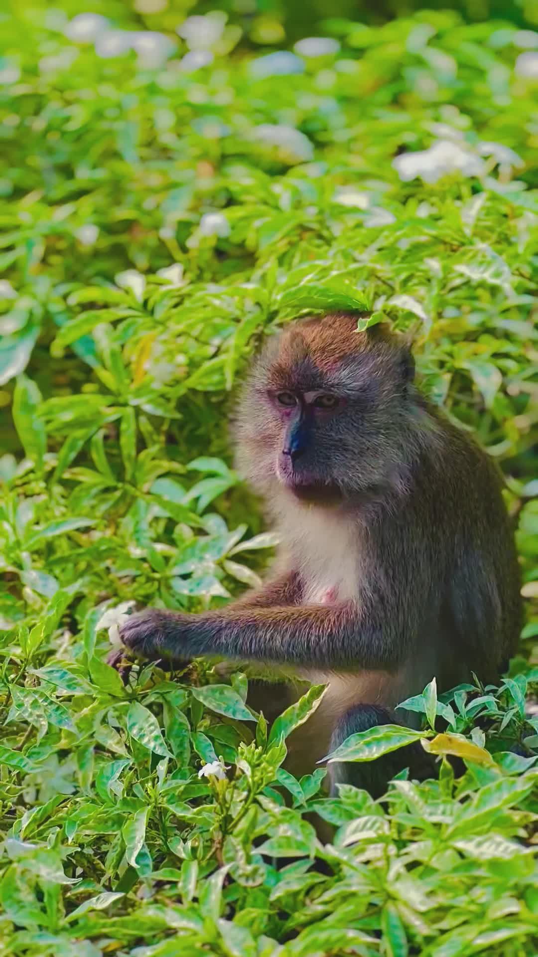 Captivating Close-Up of Monkey in Lush Forest Free Stock Video Footage ...