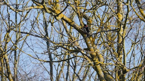 A Bird Perched On The Branch Of A Leafless Tree