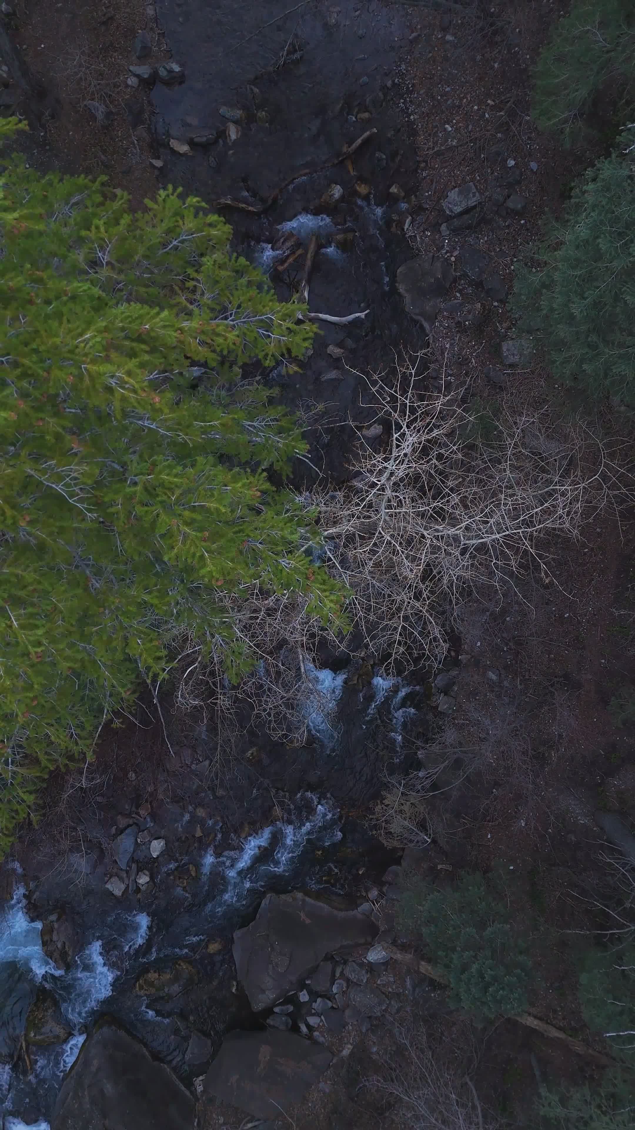 aerial view of serene forested mountain stream 36901708