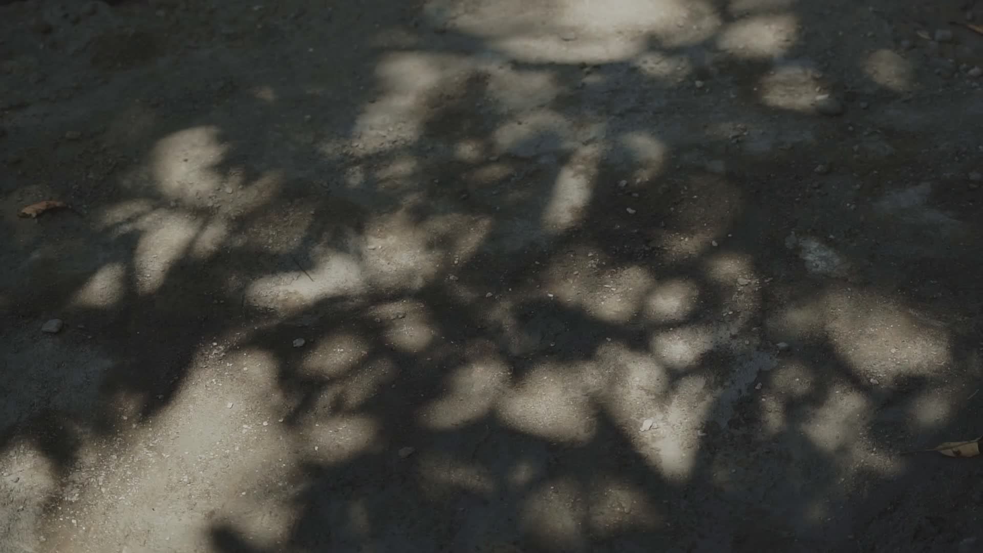 Dappled Sunlight on Ground with Shadow Play Free Stock Video Footage ...
