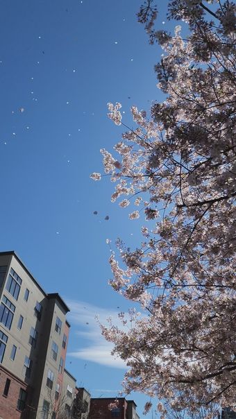 春风视频素材