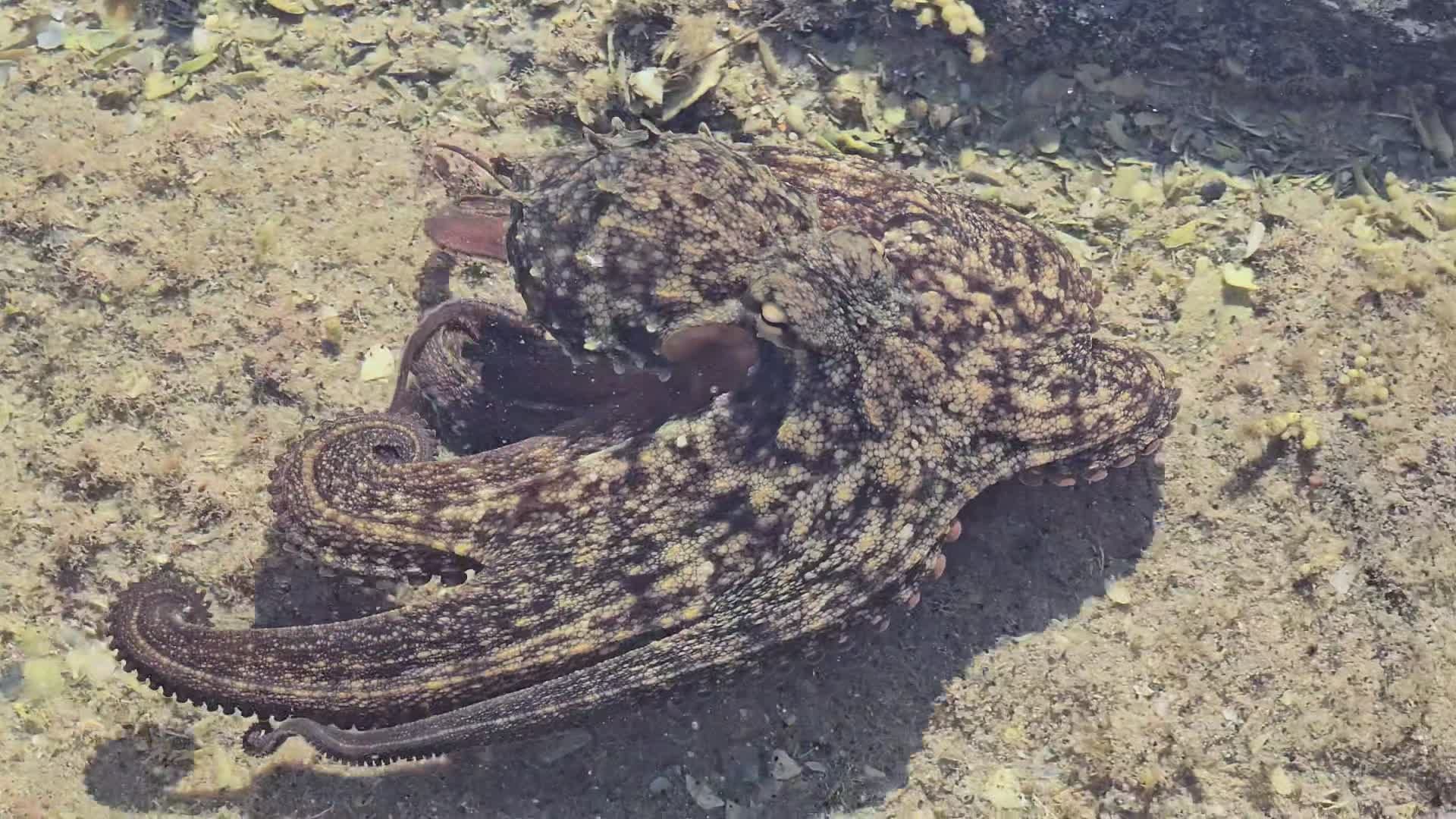 Camouflaged Octopus in Shallow Water Free Stock Video Footage, Royalty ...
