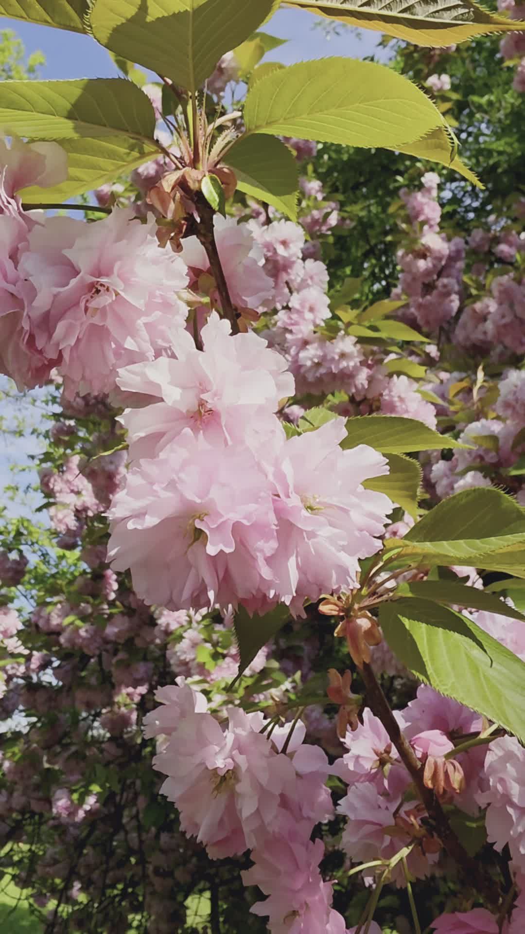 Blooming Pink Cherry Blossoms in Spring Free Stock Video Footage ...