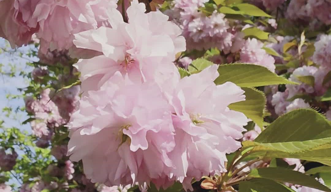 Spring Tree Hd Blooming Pink Cherry Blossoms in Spring Free Stock Video Footage ...