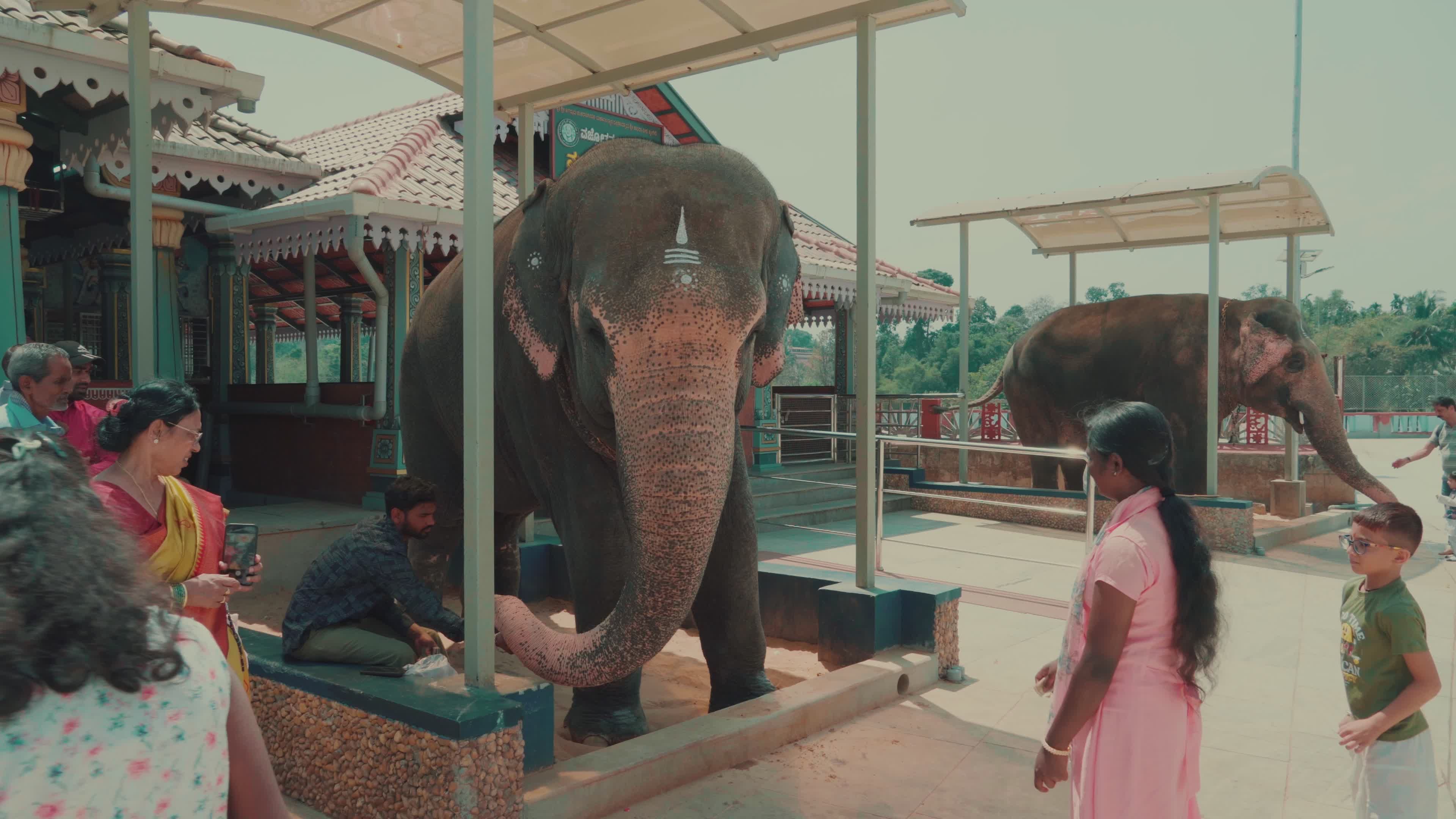 Elephant Rituals at Indian Temple Free Stock Video Footage, Royalty ...