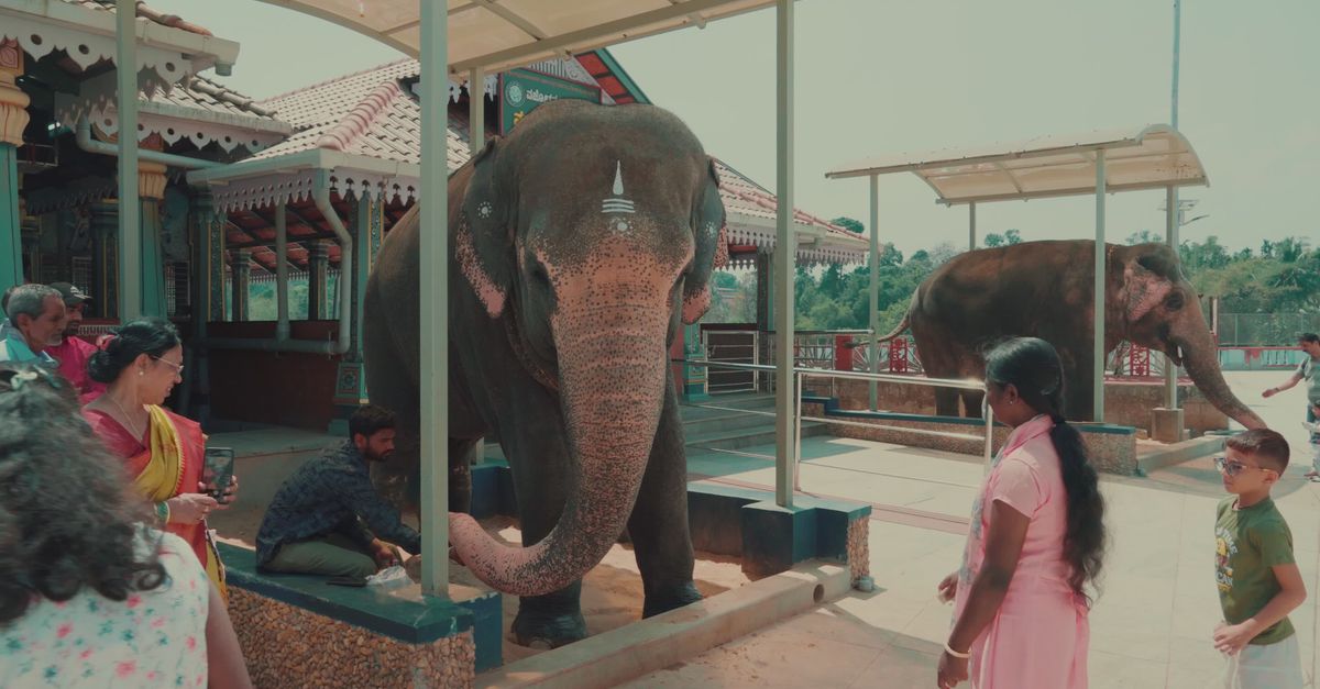 Elephant Ritual Elephant Rituals at Indian Temple Free Stock Video Footage, Royalty ...