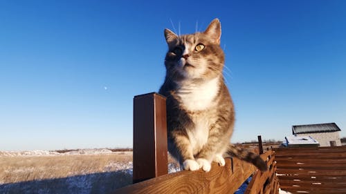 Kedi Ağacı Kazıdı