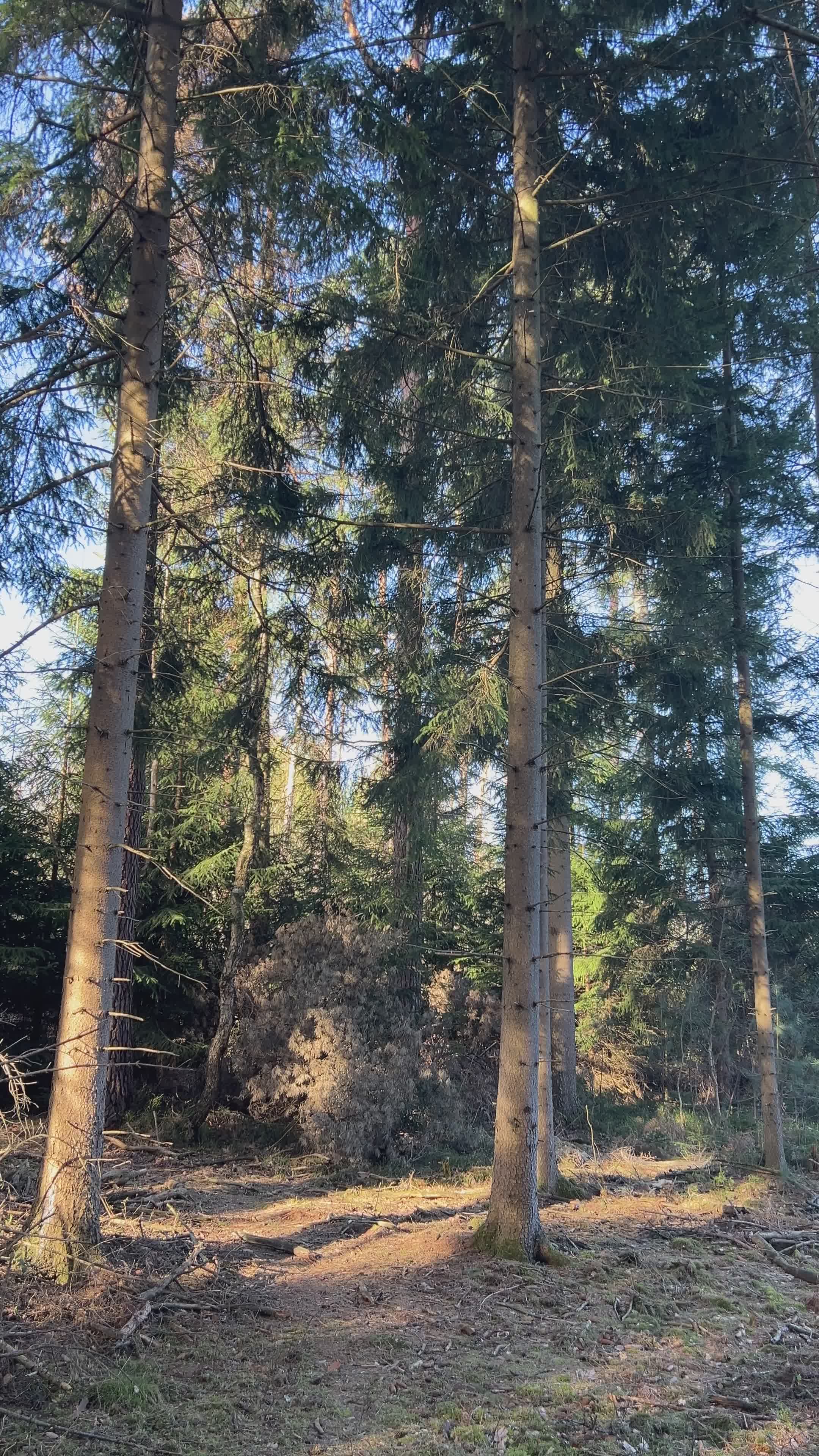 Serene Forest Scene with Tall Pine Trees Free Stock Video Footage ...