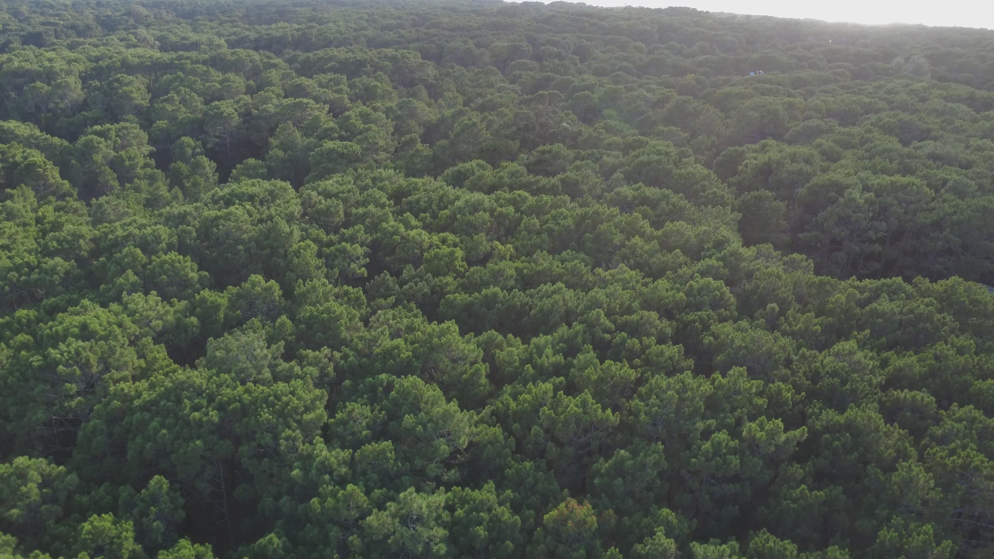 aerial view of lush green pine forest 36948274