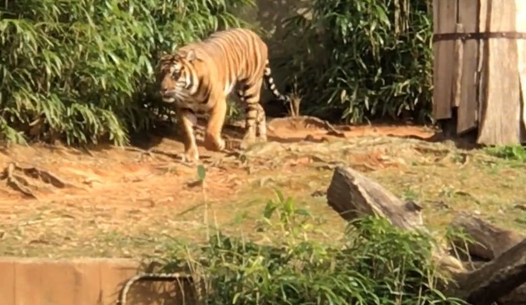Watching The Tiger Moving Around Free Stock Video Footage, Royalty-Free ...