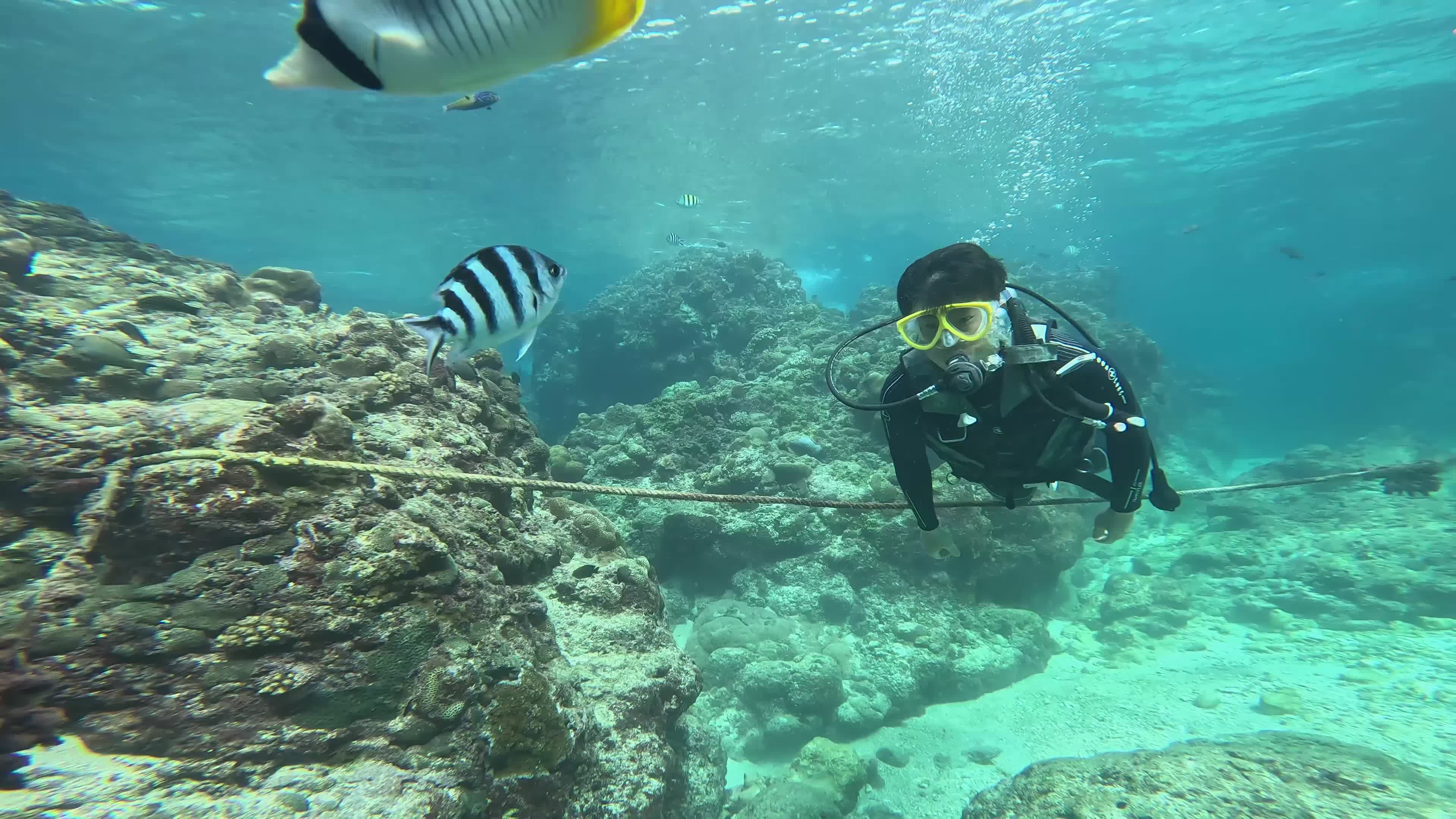 Scuba Diving Among Vibrant Tropical Fish Reef Free Stock Video Footage ...