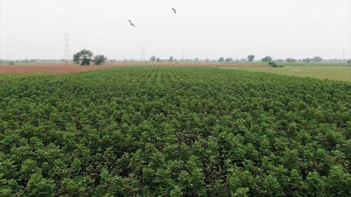 Drone Footage Of An Agricultural Land