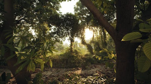 Dolly Shot Of A Peaceful Forest