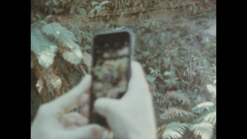 Tirando Fotos De Plantas De Samambaia Usando A Câmera Do Telefone