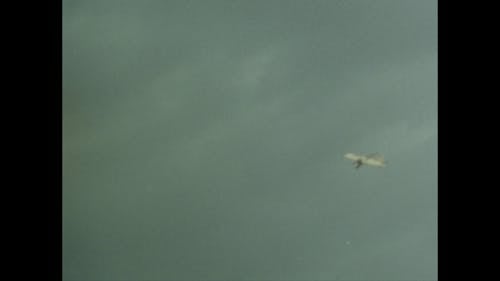 Vintage Plane Soars in The Sky