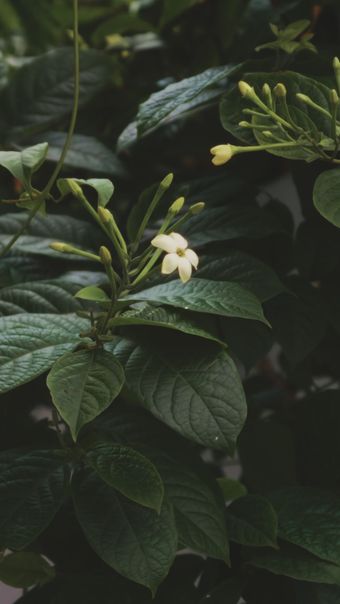栀子花免费下载高清视频视频素材