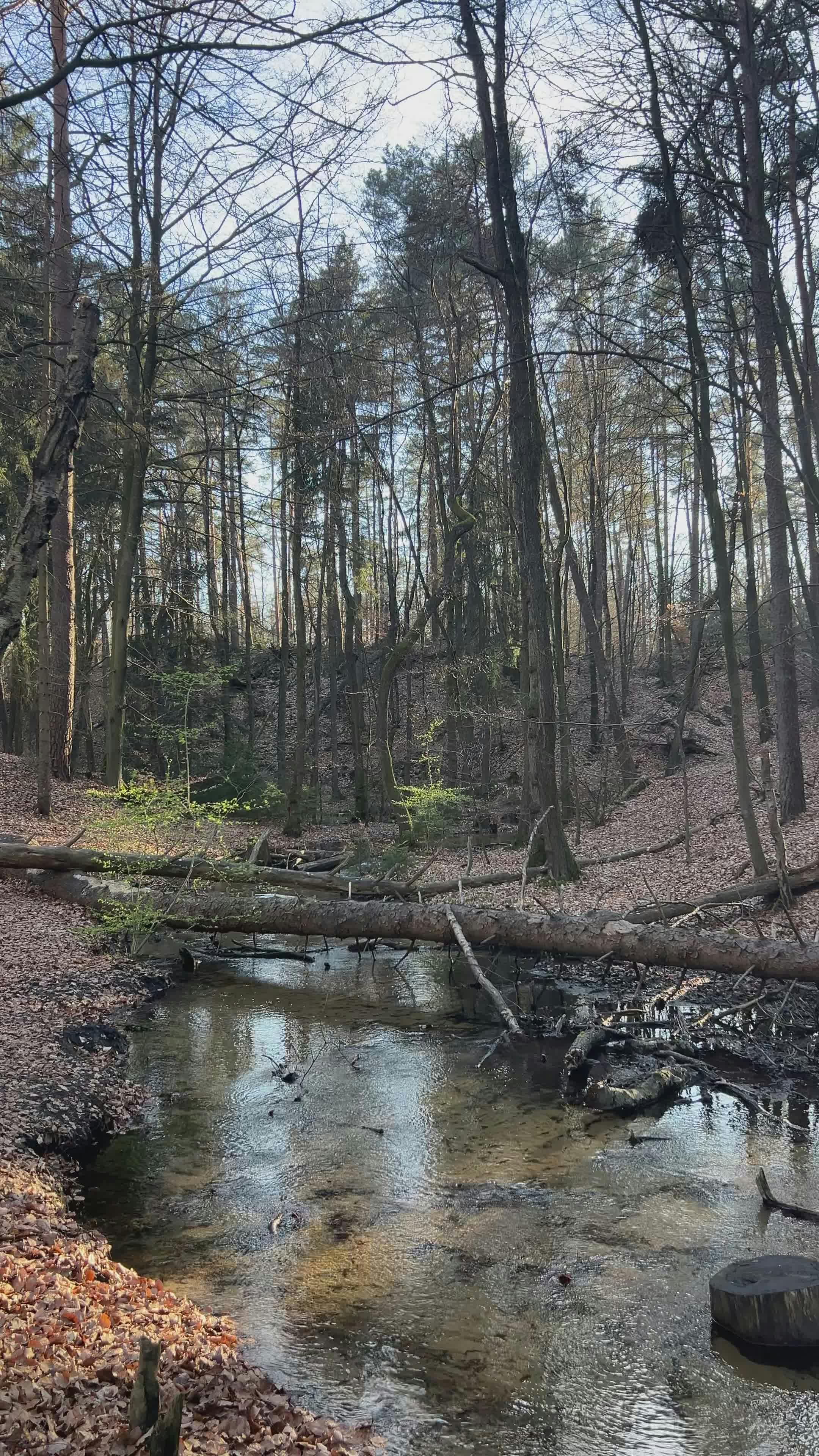 serene forest stream in early spring 36984461
