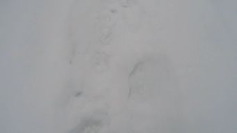 雪蛤视频素材视频素材