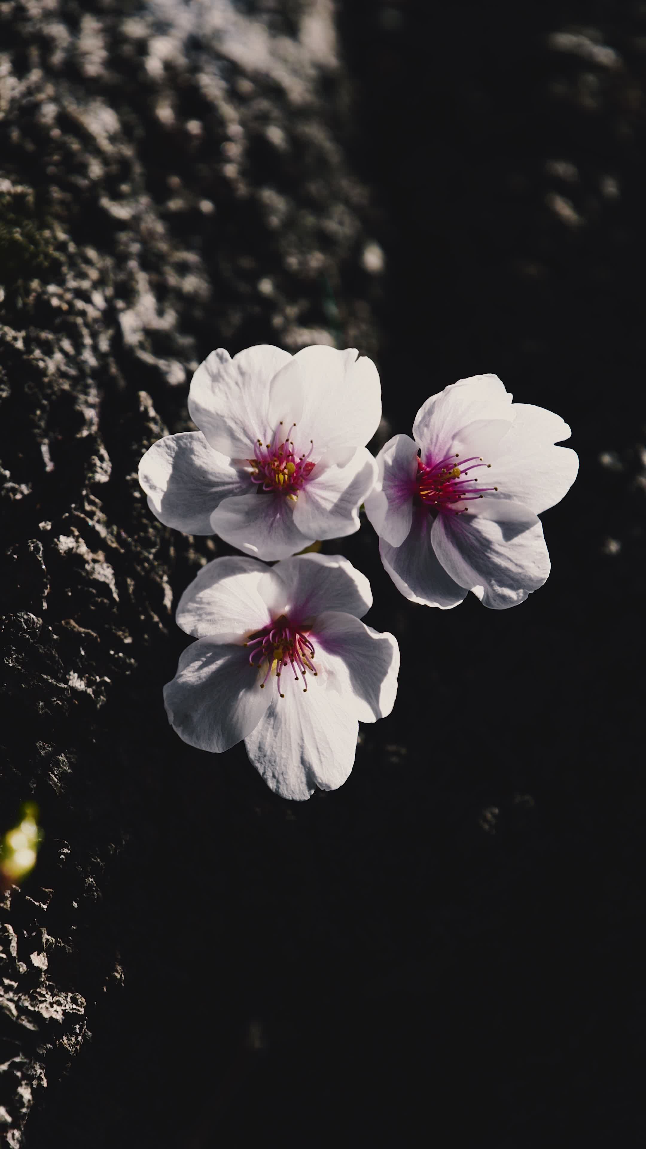 ずっと見ていられる
🎥 정규송 Nui MALAMA · Pexels
#癒し #リラックス #自然 #relax #healing