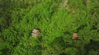 竹林视频素材