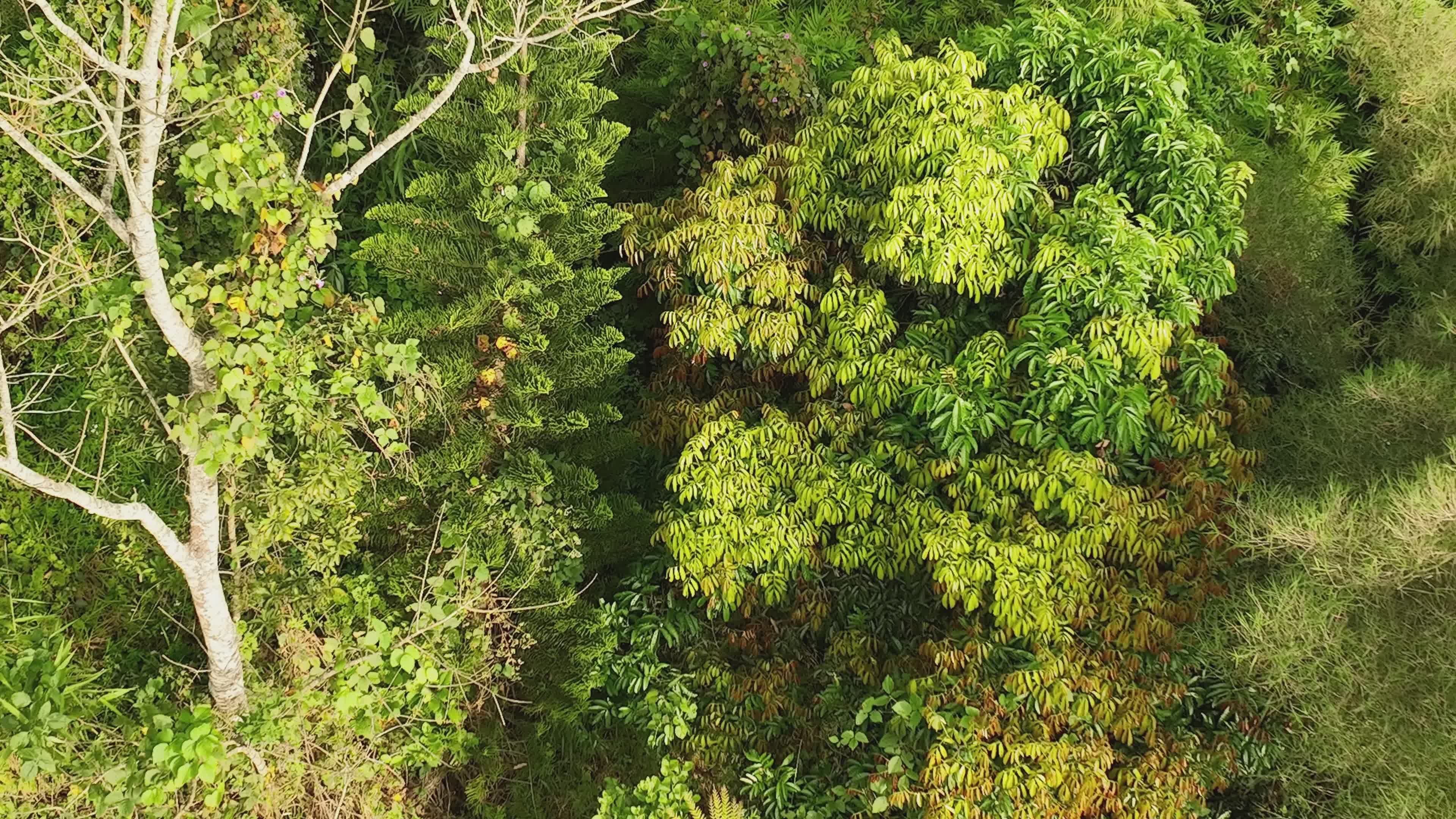 Lush Tropical Forest Aerial View in Daylight Free Stock Video Footage ...