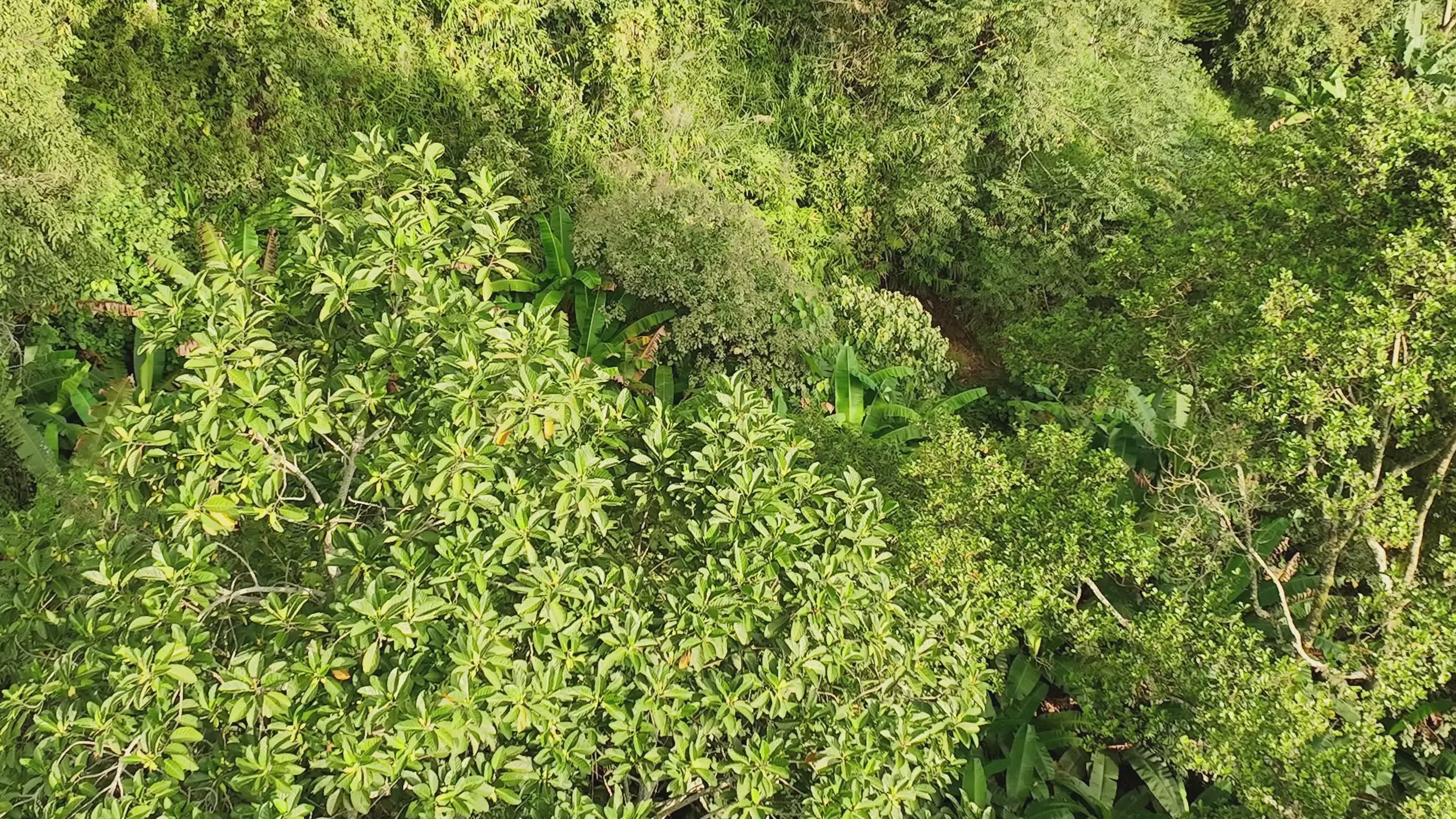 Lush Tropical Forest Aerial View Free Stock Video Footage, Royalty-Free ...
