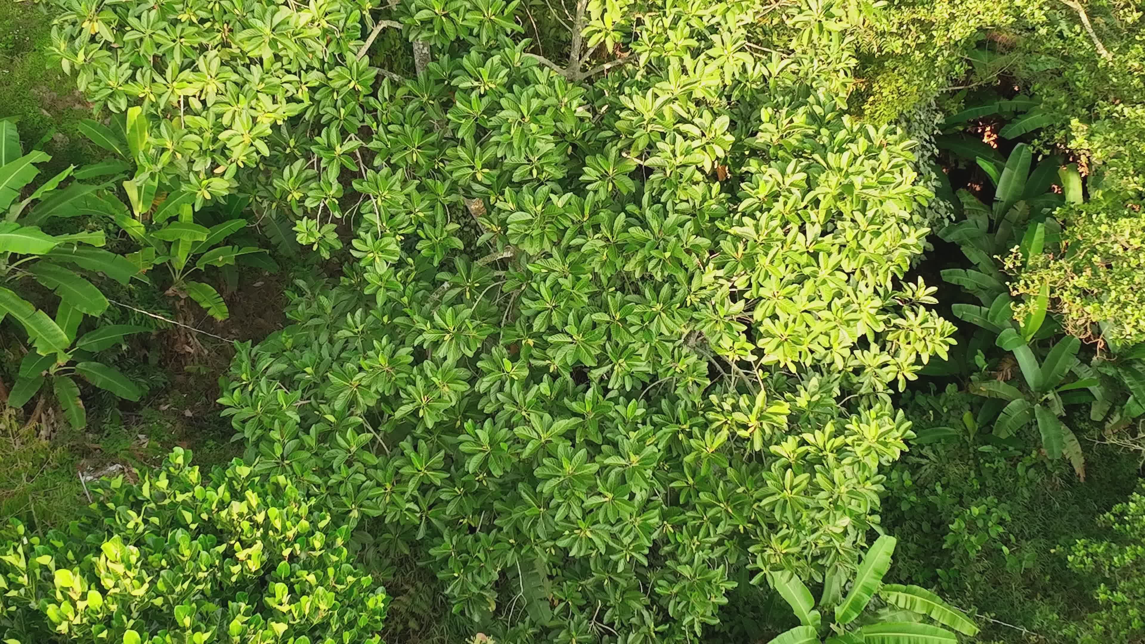lush greenery aerial view of tropical forest 37009940 — free pexels stock footage