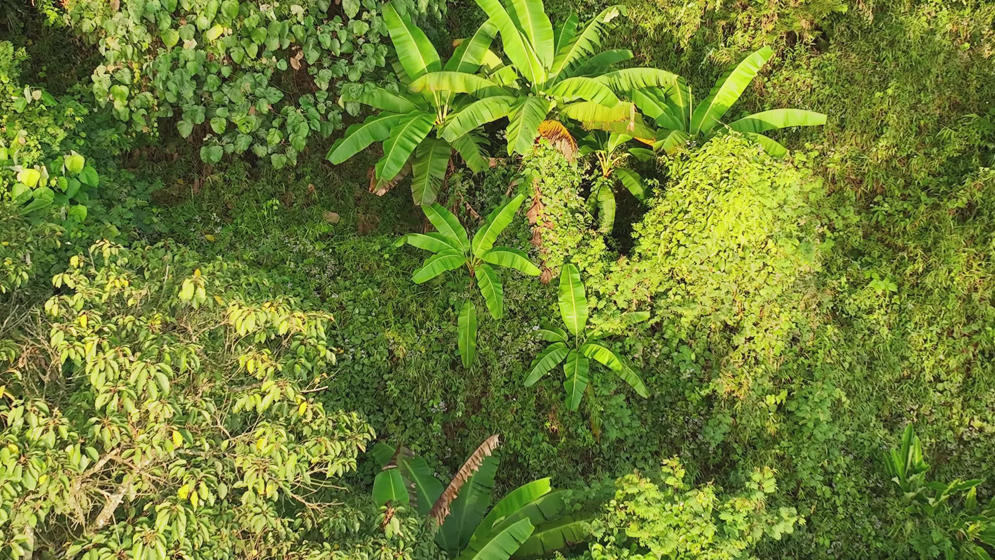 lush jungle canopy viewed from above 37009941 — free pexels stock footage