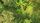 tropical forest