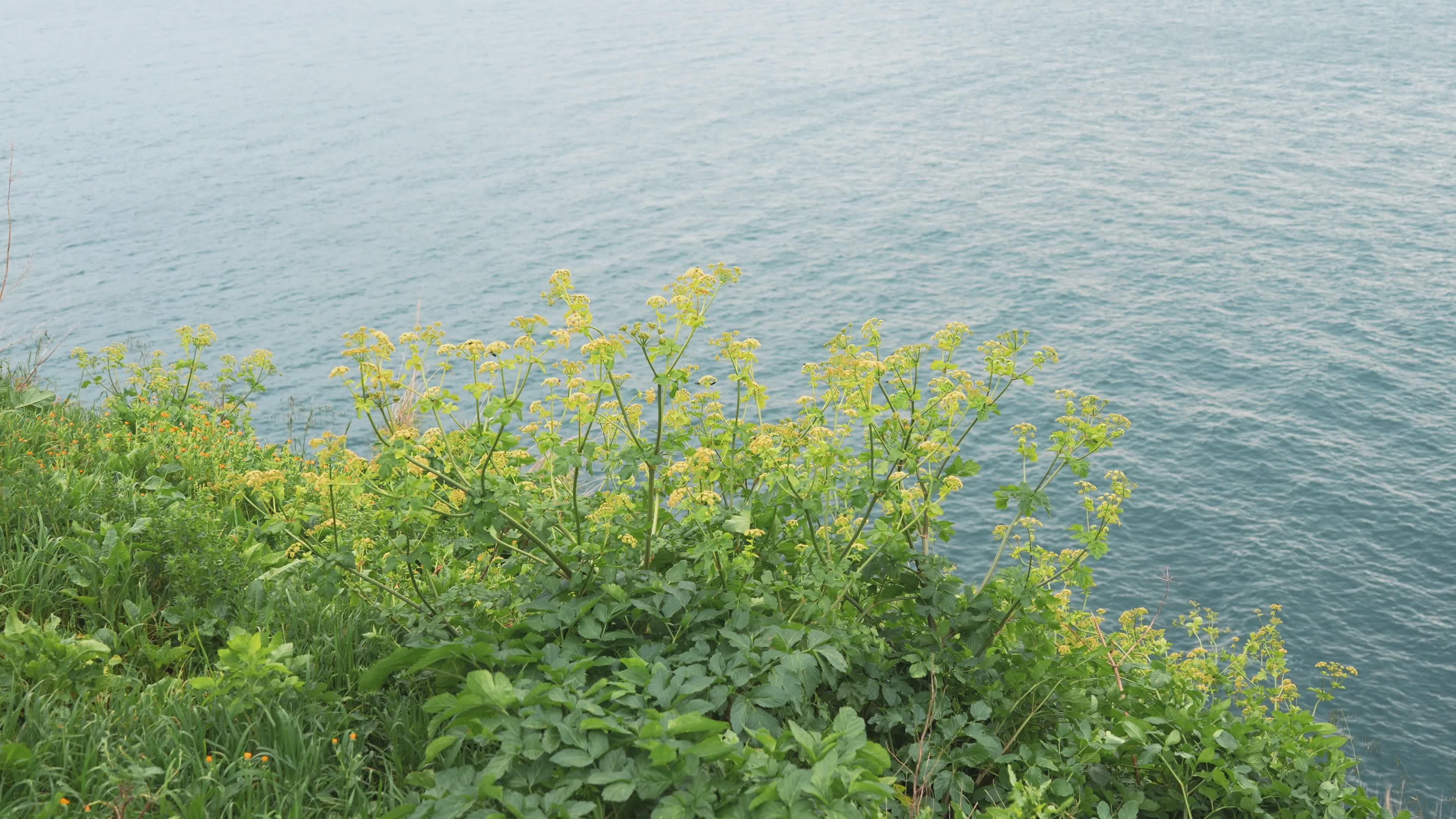 Scenic Coastal Plants with Ocean View Free Stock Video Footage, Royalty ...